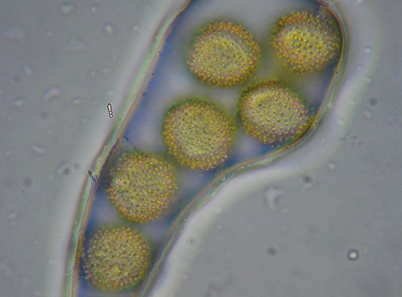 Perichaena corticalis